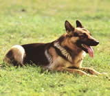 Adestramento de Cães no Morumbi