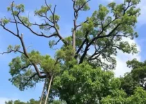 poda de árvore no Morumbi