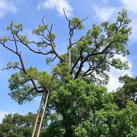 poda de árvore no Morumbi