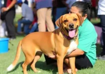 castração gratuita de pets
