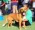 castração gratuita de pets