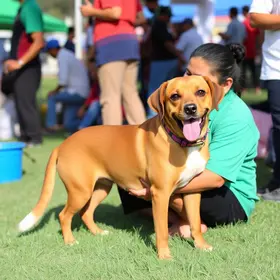 castração gratuita de pets