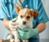 Hospital Veterinário