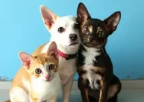 Feirinha de Adoção